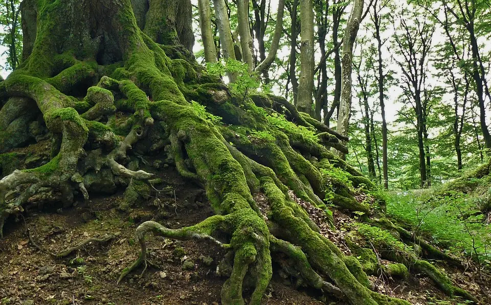 Racines moussues d’un arbre séculaire en forêt, symbole d’ancrage